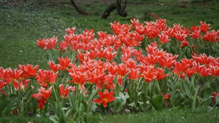 Красива пролет! Цветна феерия в морската градина на Варна