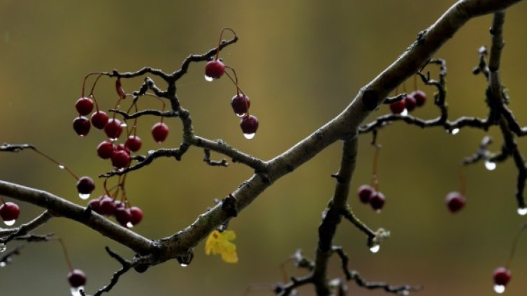 Дъждовен уикенд, ще вали в цялата страна, че и гръмотевици