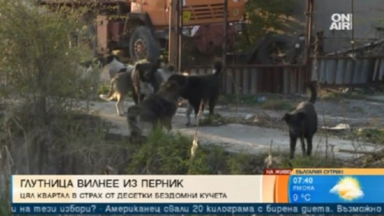 Перник готви протест заради глутница кучета 