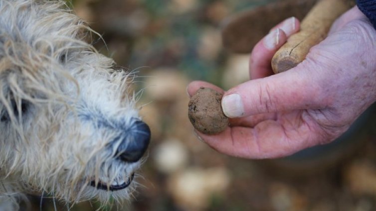 Прескъпият трюфел влезе в закон, писан специално за него