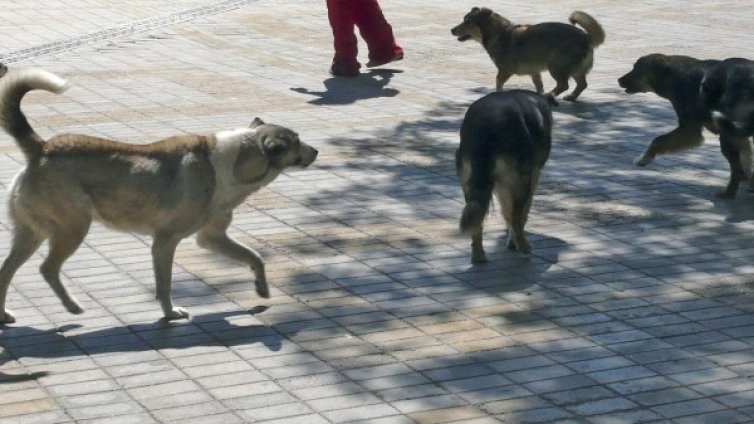Helpbook сигнал: Агресивни кучета в бившата къпалня "Мария Луиза"
