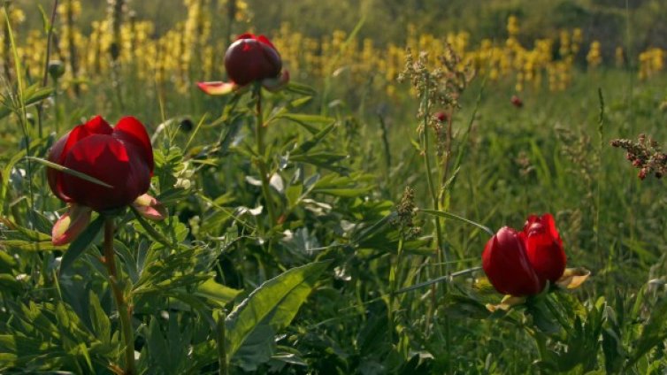 Неделя идва с температури до 26 градуса, но и дъжд