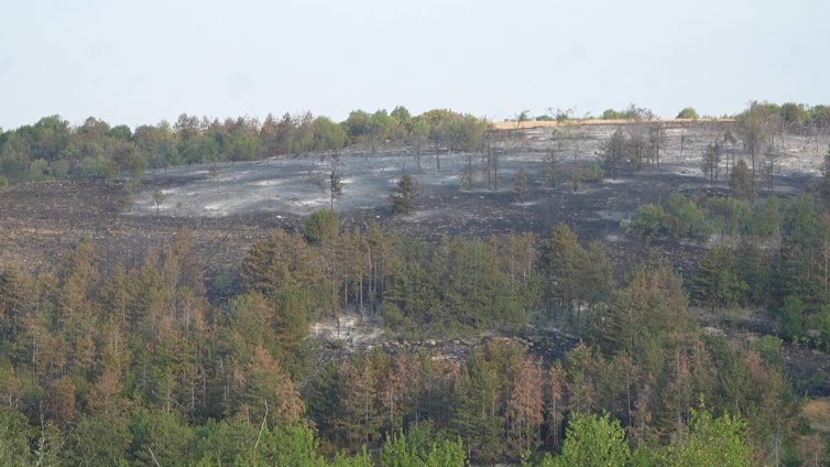 Залесяват Гарга баир край Велико Търново, където вилня големия пожар