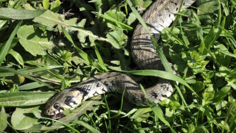 Змия ухапа млада майка в парк в Горна Оряховица