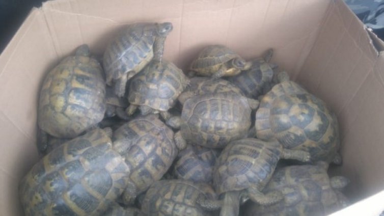 РИОСВ освободи 38 костенурки в Хасково 