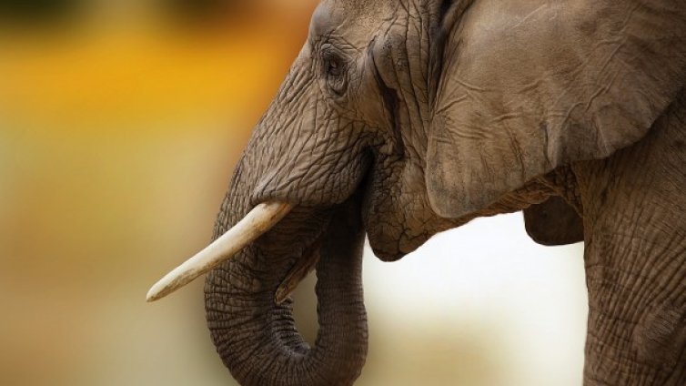 Трафикът на слонова кост &ndash; все по-често през Източна Европа