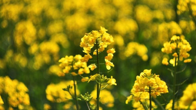 Очаква ни слънчево време с температури до 26 градуса