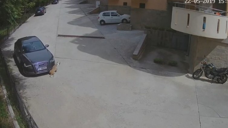 Потресаващо: Мъж прегази куче в Сандански без да му мигне окото 