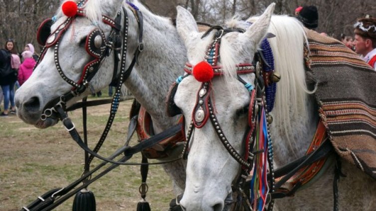 По сигнал: Намериха мъртви коне в Панагюрско 