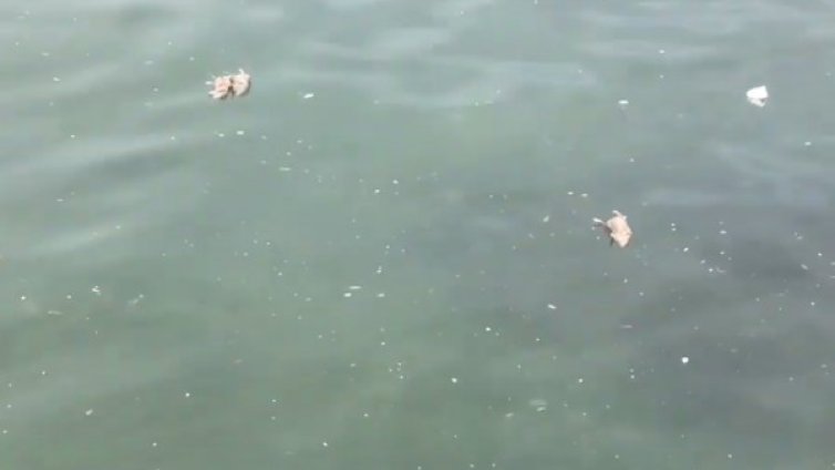 Мъртви мишки напълниха Солунския залив