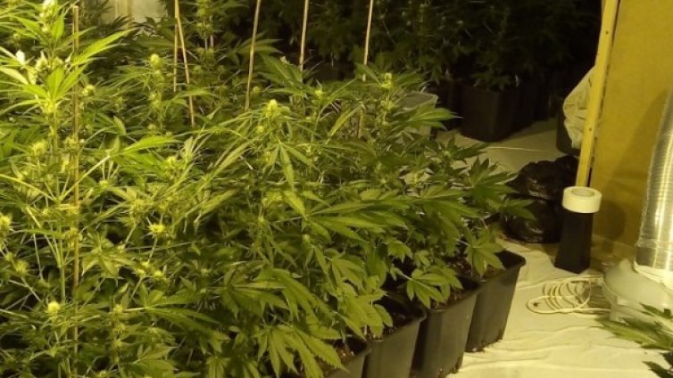 МВР разби 2 наркооранжерии в София