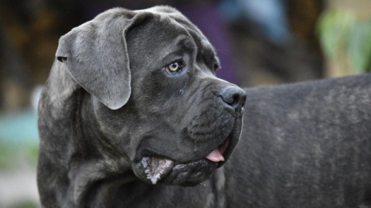 Съдът решава дали ще пусне собственика на кучетата убийци