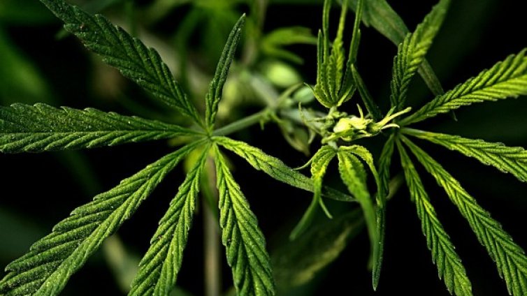 Щурмуваха селска къща с модерна оранжерия за канабис