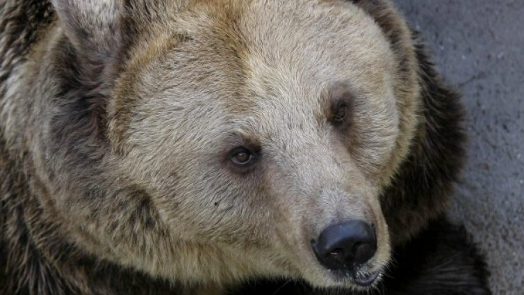 Мечки тормозят Смолянско, над 10 сигнала за месец