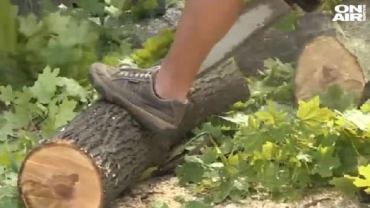 Силна буря в Русе повали няколко дървета