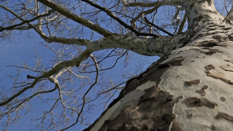 Клон на вековен чинар падна и рани 19 души в Азербайджан