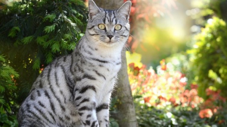 Млад мъж с условна присъда, посегнал на котка с брадва 