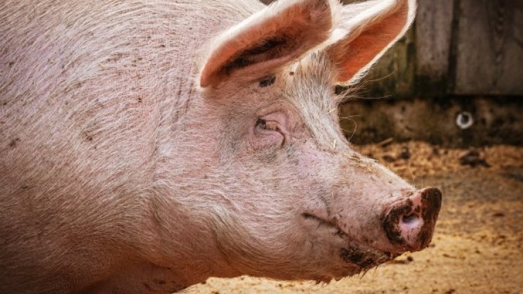 Против чумата: Гледаш прасе в задния двор &ndash; затвор? 