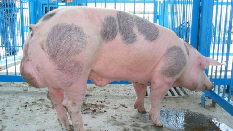 За успокоение: Свинско с африканска чума не се продава