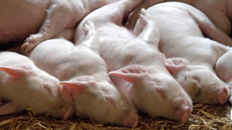 Бедствено положение и в Разградско заради чумата