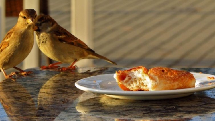 Лято, море, плаж... По 40 случая на чревни инфекции за седмица 