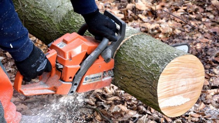 Набиха горски служители, докато пишели акт за незаконна сеч