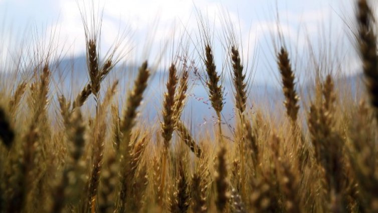 Как малките стопанства да станат реални икономически субекти?