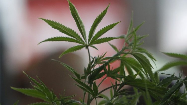 Задържаха баща и син в Средец, направили си наркоферма