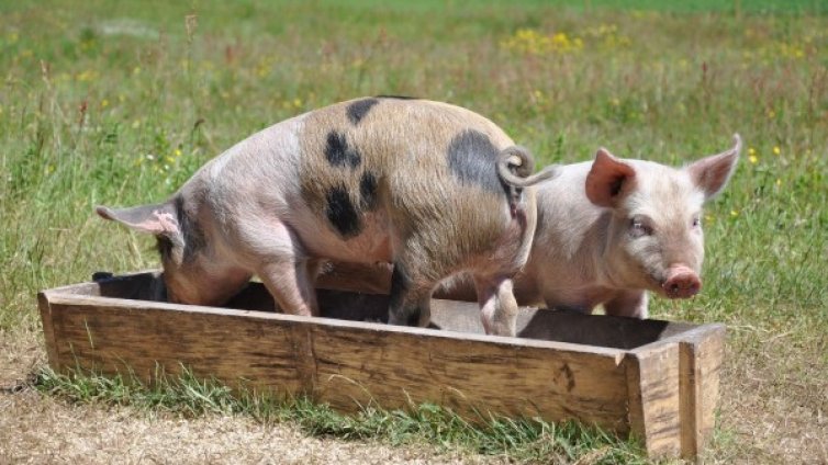 Фермерите не се отказват, остава блокадата на пътя Ямбол-Сливен