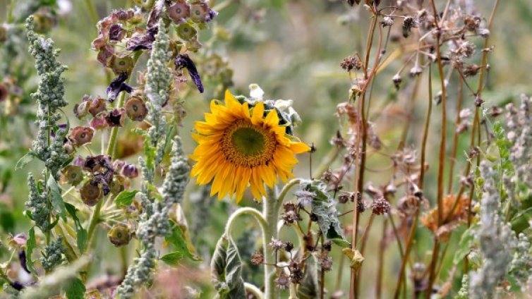 Слънчев и горещ четвъртък, обявен е жълт код за 16 области