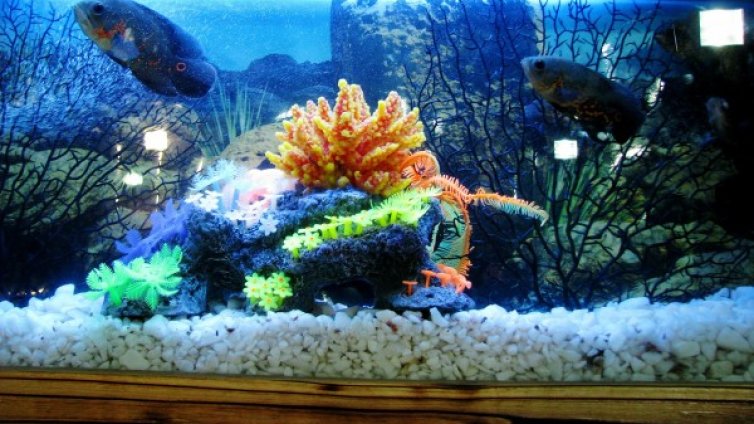 Опасност от аквариума: Семейство едва не загина заради токсин