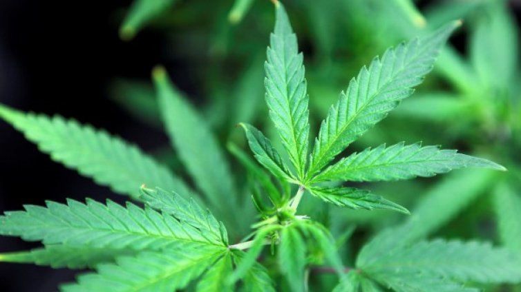 След легализацията на марихуаната в САЩ &ndash; намаля смъртността от свръхдози 