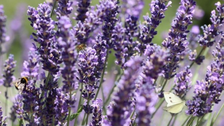 Седмицата идва с горещо време, захлаждане - в сряда