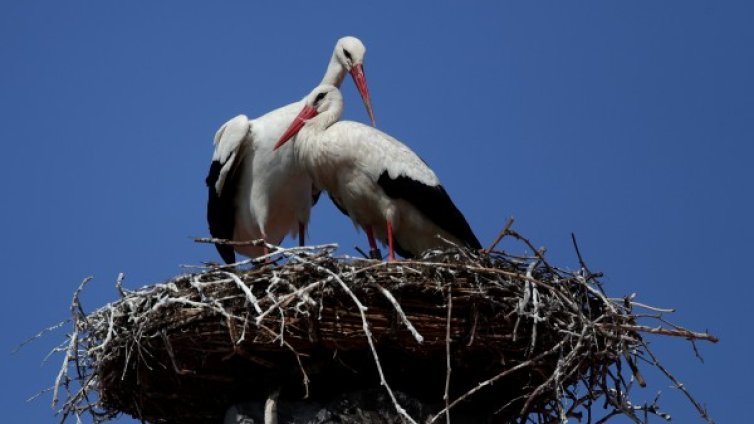Откриха 17 умрели щъркели край електропроводи в Бургаско