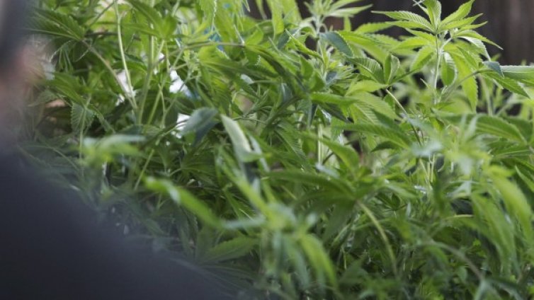 Полицията откри 200 дка канабисови насаждения в Петричко