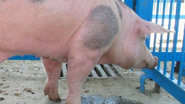 В Сливен още гледат домашни прасета, ще има ли глоби?