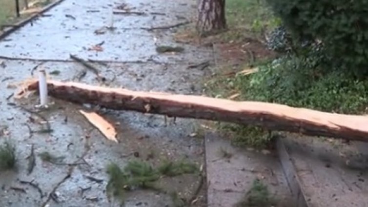 Мълния разцепи бор до заведение във Велико Търново