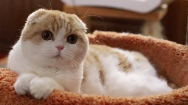 Не хора, а животни &ndash; кои са най-известните четириноги инфлуенсъри 