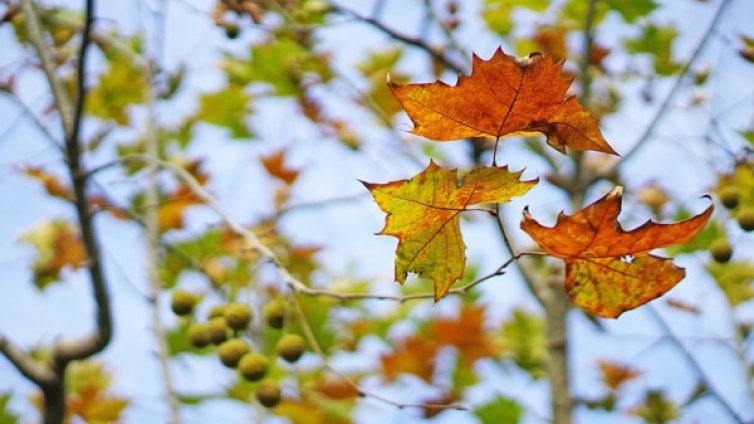 И днес слънчево време, живакът ще скочи до 30&deg;