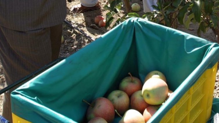 Сватбари зарадваха мечките в Белица с ябълки 