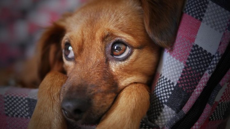 Бизнес за милиарди: Нелегалната търговия с кучета от Източна Европа