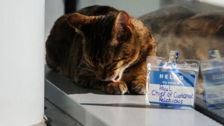 Котаракът Пол – завеждащ връзки с клиенти на гарата в Ливърпул