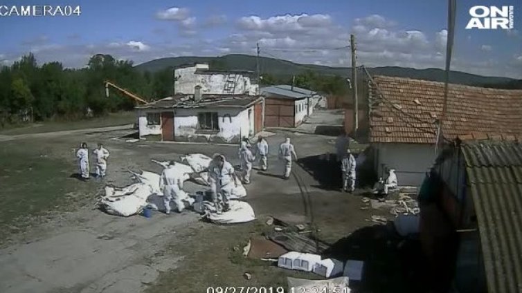 Отстраниха служител на БАБХ за нехуманно умъртвяване на птици