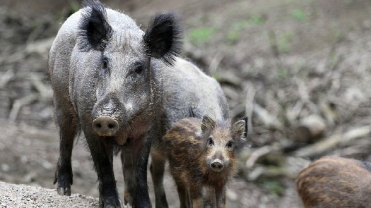 Заредете пушките &ndash;  стартира груповият лов на дива свиня