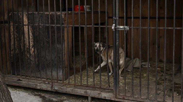 Руски удар порази приют за кучета, 13 са загинали