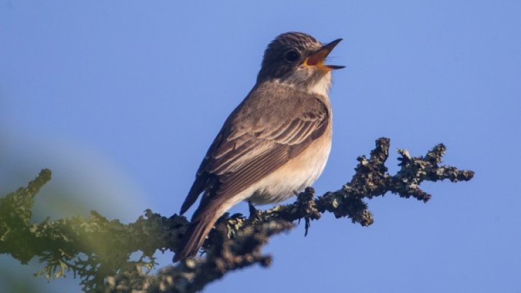 Германия: "Желязната завеса" се преобразява в "зелен пояс" 