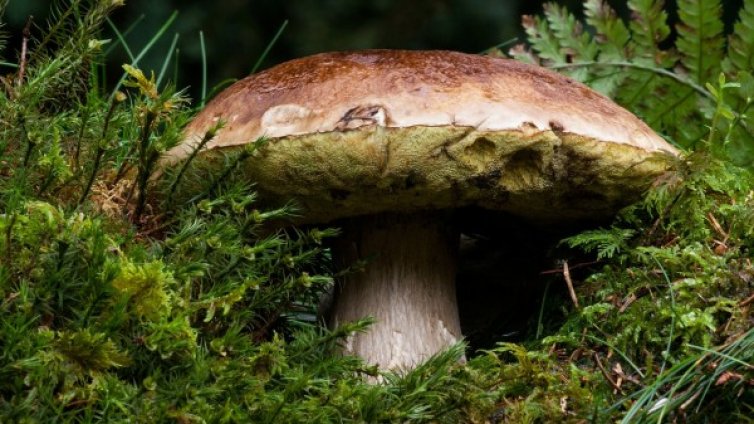 Откриха двукилограмова манатарка край Смолян