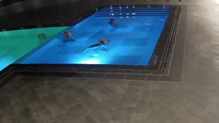 Горските успокояват: Няма да отстрелват мечката край Сопот