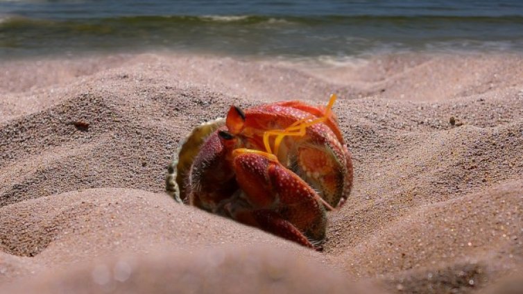 Колко струва един рак? Японец даде рокордните $46 000