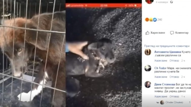 Ангелин от Мъглиж мъчил не само куче, но и крава